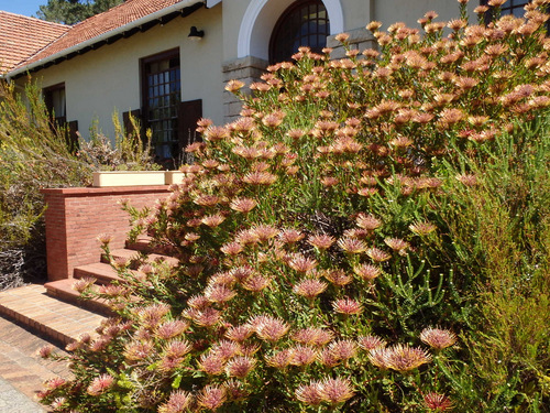 Kirstenbosch National Botanical Garden.